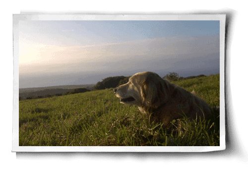 beautiful vegan dogs